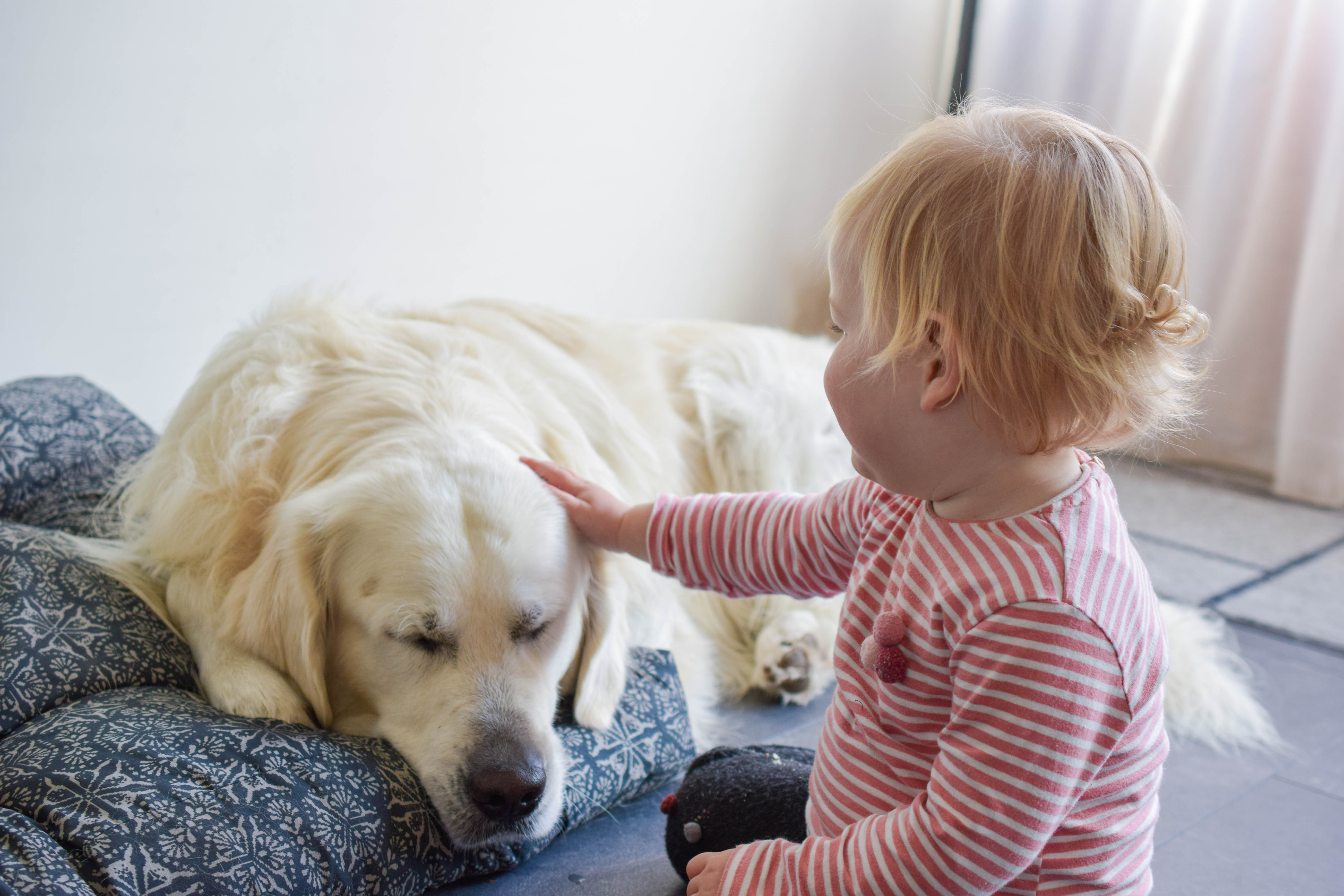 omgang hond en baby